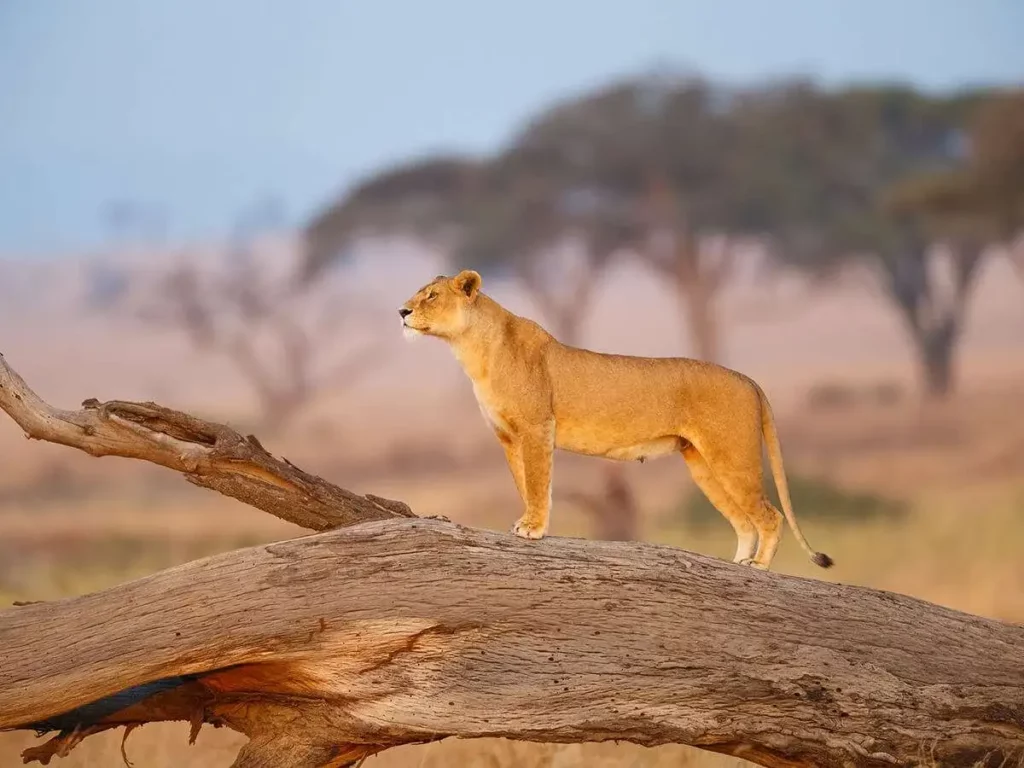 7 days african safari kenya and tanzania: lioness sighting at serengeti national park.