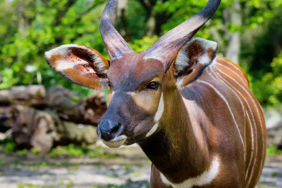 Aberdare national park wildlife: bongo antelope mathias.