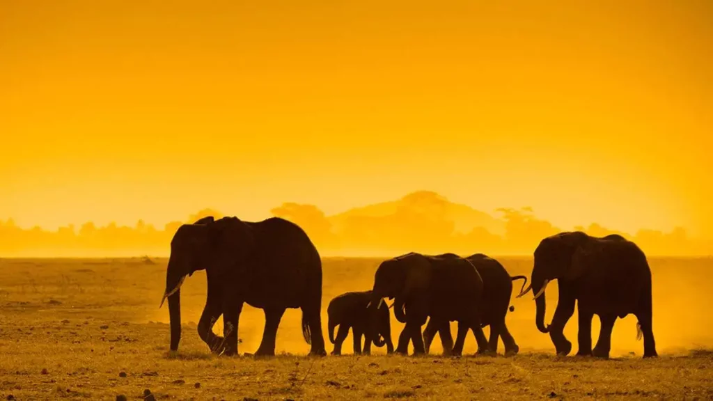 Amboseli national park wildlife: elephant family.
