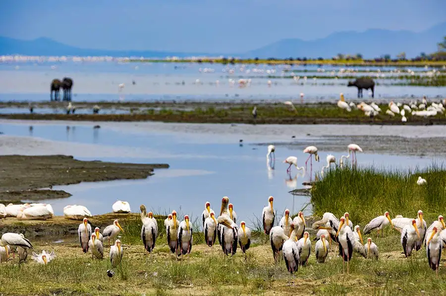2 days tarangire and lake manyara safari with flamingos at lake manyara national park.