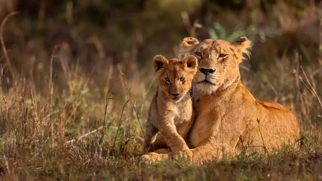 Lioness and cubs in maasai mara game reserve - part of kenya and tanzania safari packages