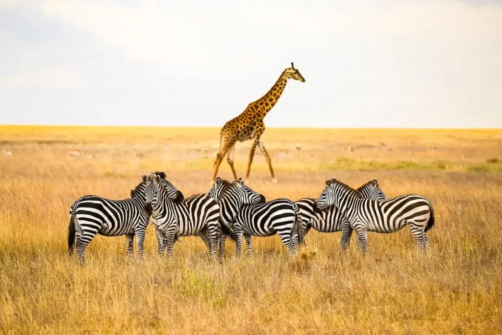 5 days ngorongoro crater safari: rhinos and zebras grazing at tarangire national park.