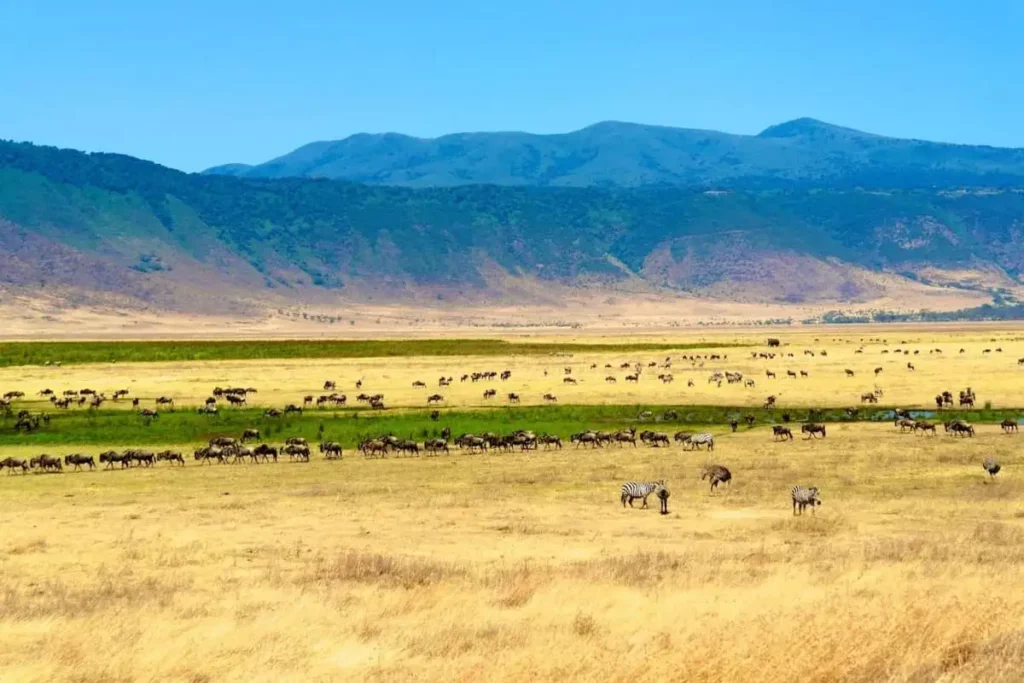 Ngorongoro crater wildlife: wildebeest and zebras in harmony.