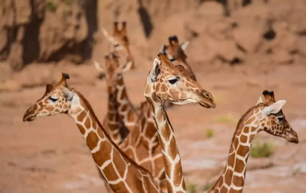 Samburu national park wildlife: elegant giraffes.