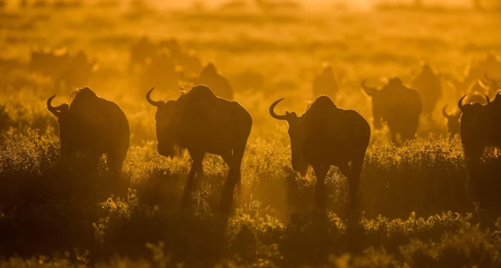Serengeti wildebeest migration - a spectacle on kenya and tanzania safari