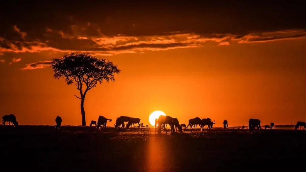 Maasai mara national park sunrise: wildebeests in serenity.