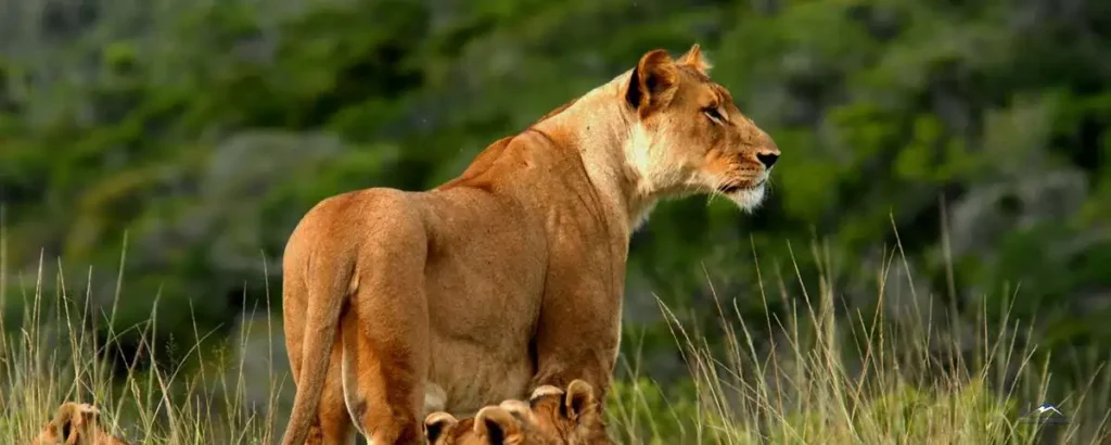 Tsavo national park wildlife: lioness and cubs.