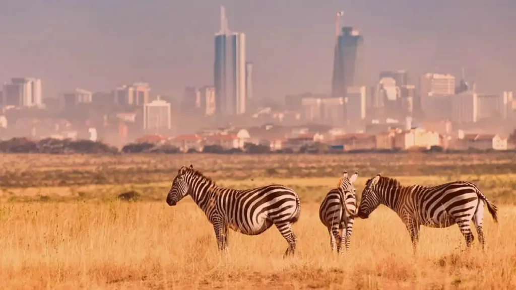 Nairobi national park wildlife: graceful zebras.