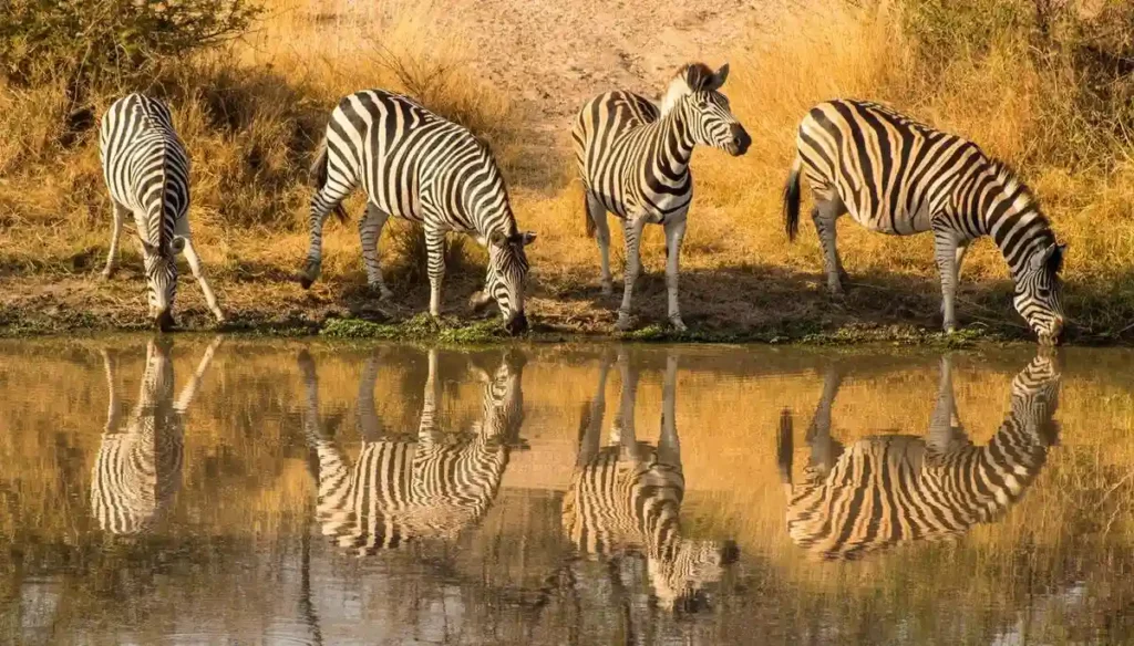 Tarangire national park wildlife: zebras quenching thirst.