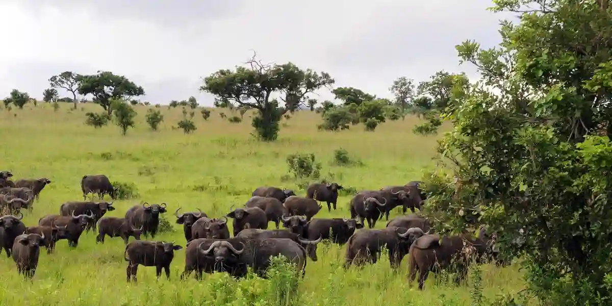 Buffalo herd grazing in the vast mikumi national park