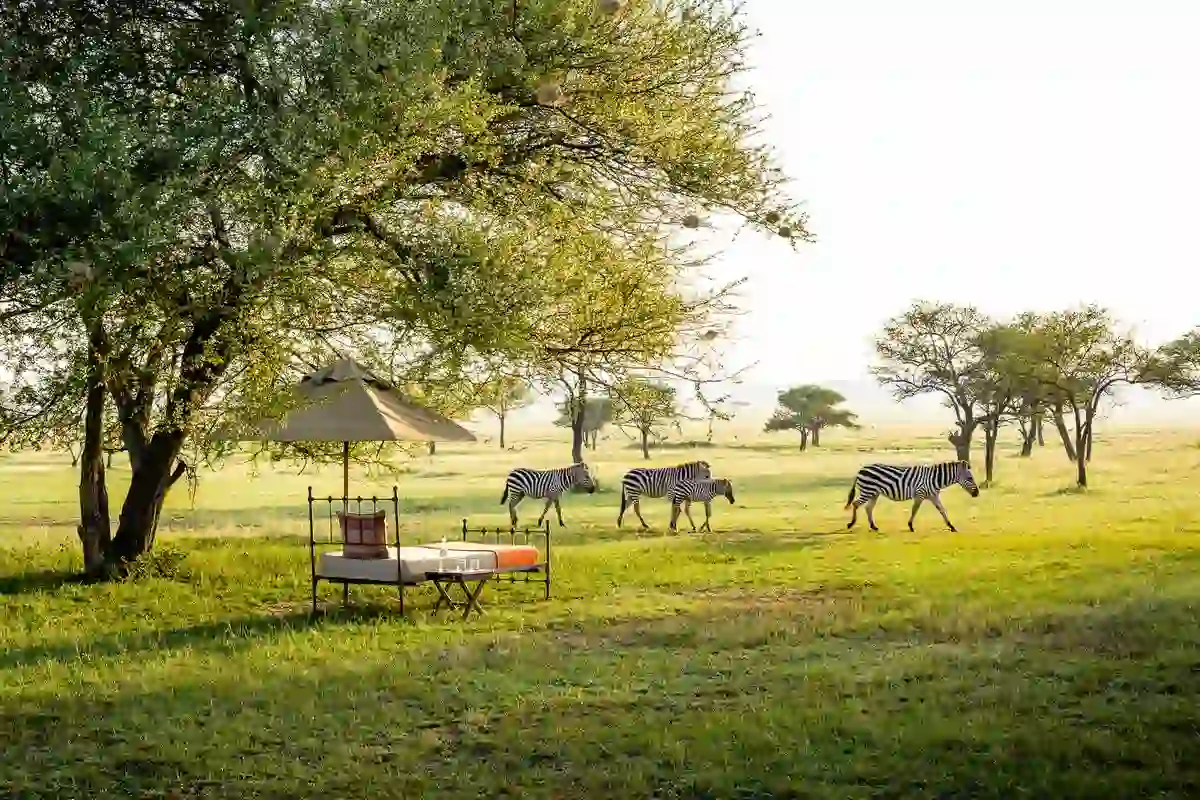 Why go serengeti honeymoon safari: captivating landscapes and zebras