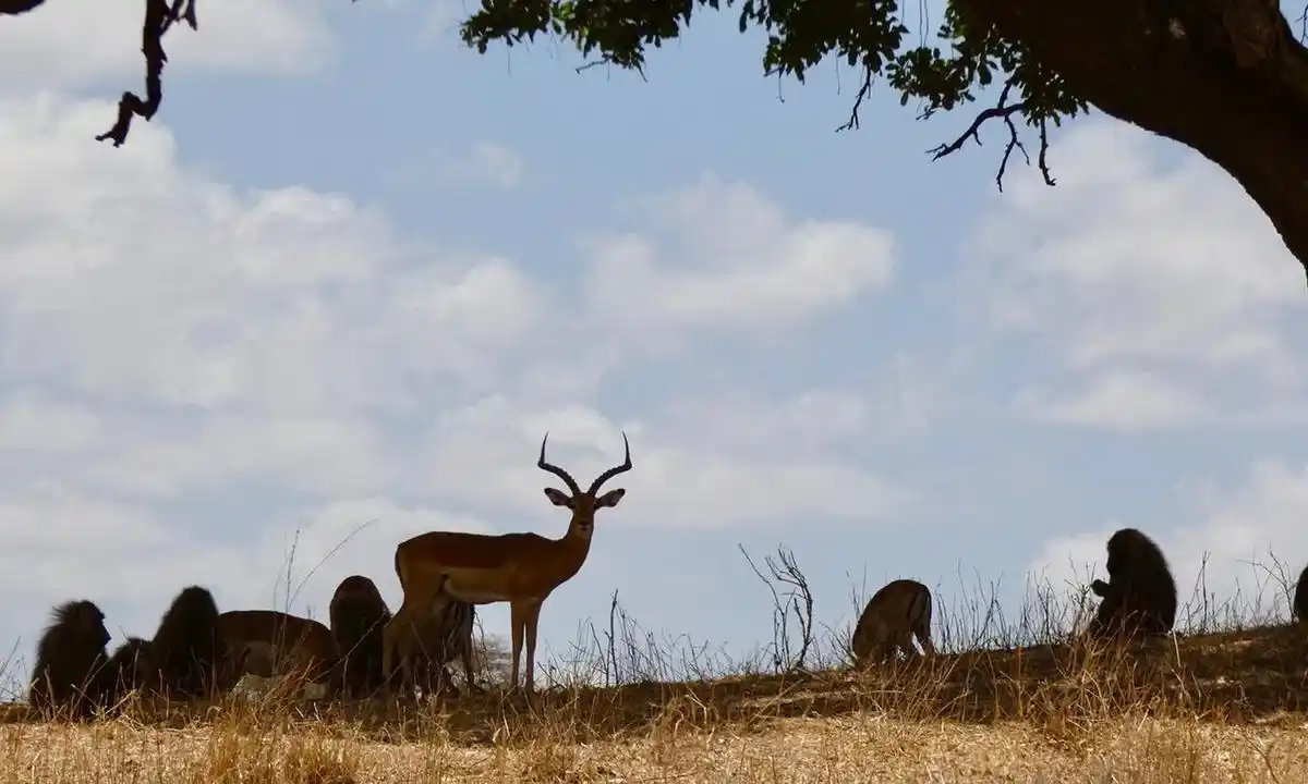 Conservation efforts at serengeti: impala thriving