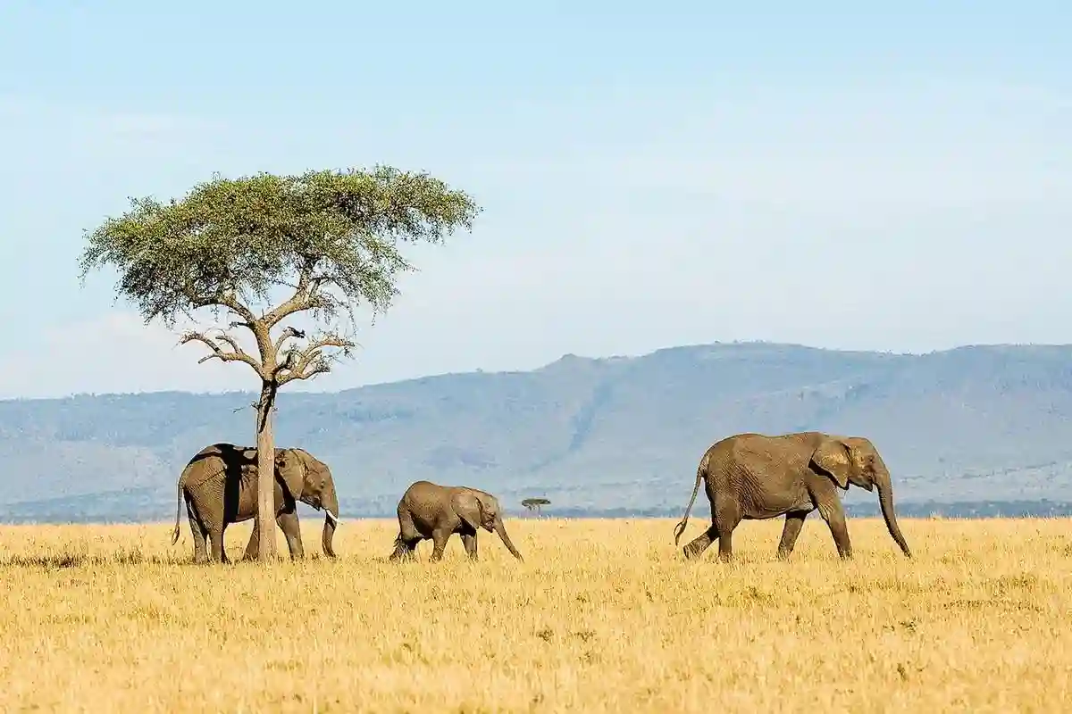Travel advice for serengeti national park: elephants in the vast landscape