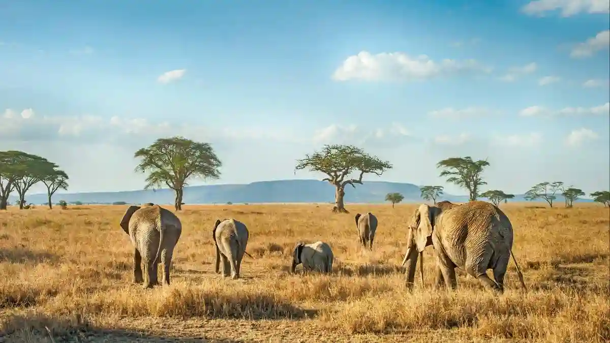 Serengeti tours and safari: elephants in the wild