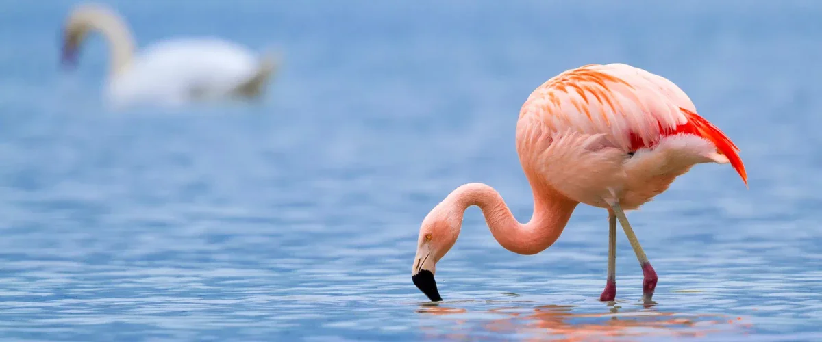 Graceful flamingos in lake manyara national park