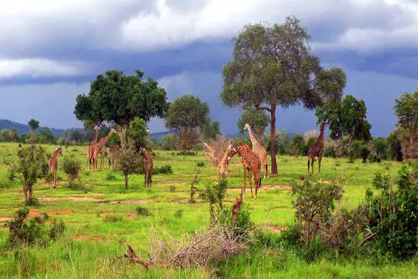 Majestic giraffes grazing in mikumi national park