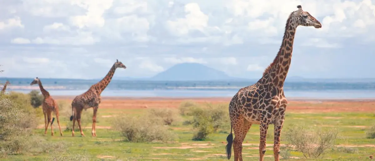 Majestic giraffes in lake manyara national park
