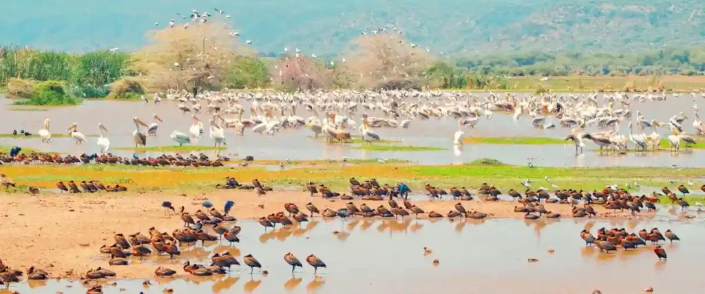 Graceful flamingos at lake manyara national park
