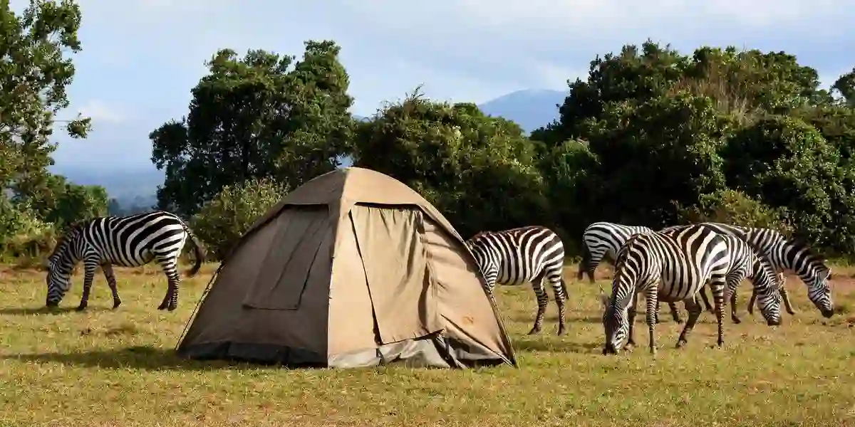 Zebras grazing at lake manyara national park flying camp
