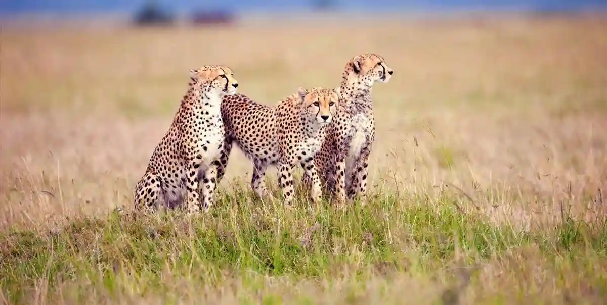 Travel advice for serengeti national park: majestic leopards in the wild