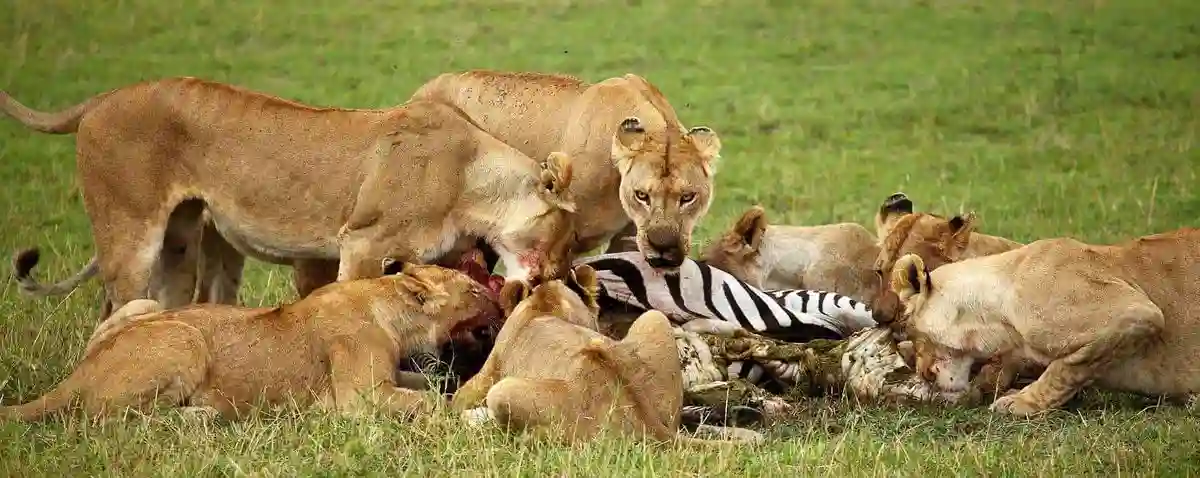 When to go serengeti national park: witness the circle of life - lioness hunting a zebra
