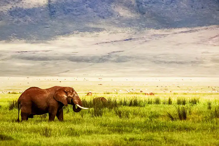 Majestic elephants in ngorongoro crater - a natural wonder