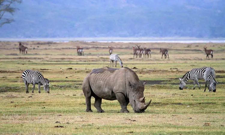 Majestic rhinos and striped zebras in ngorongoro crater