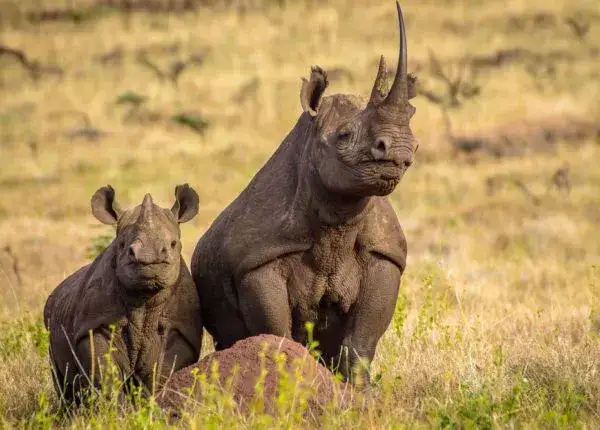 Serengeti tours and safari: majestic rhinos in the wild