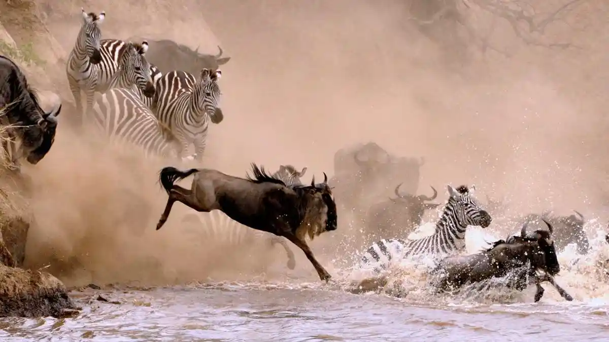 Why go serengeti great migration: zebras and wildebeest in motion