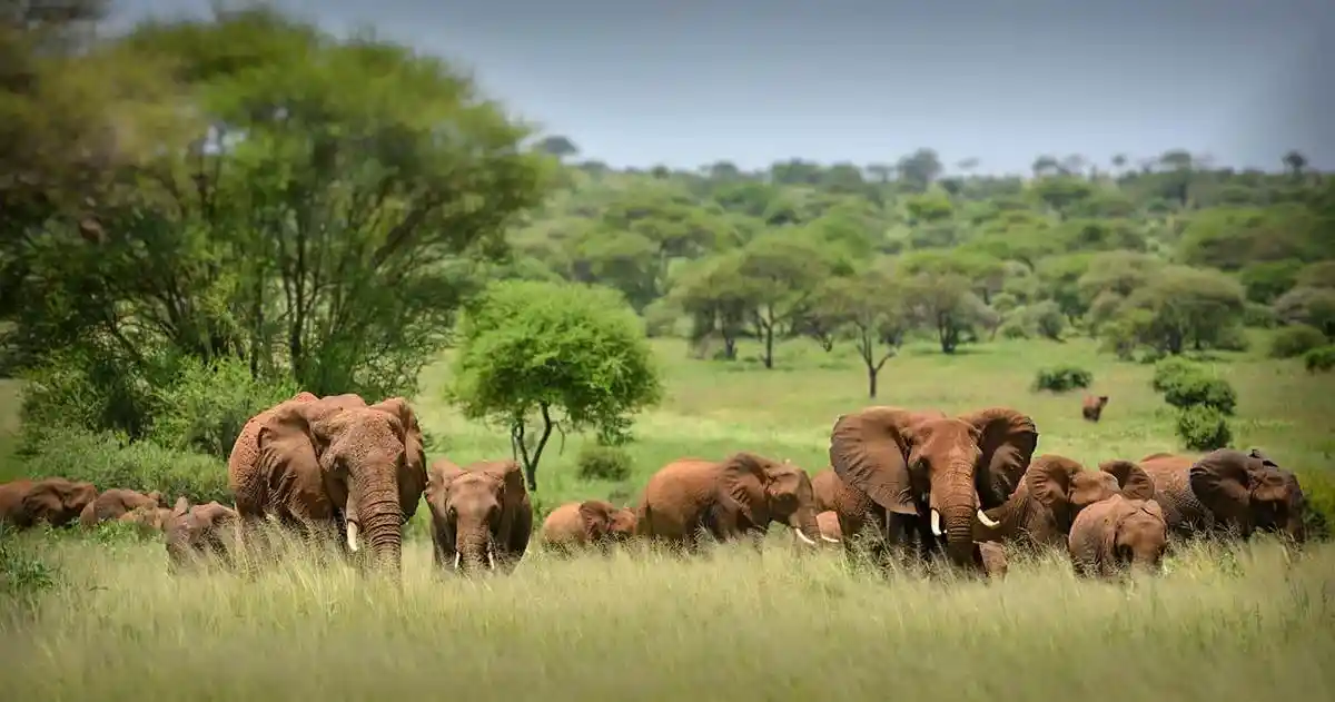 When to go serengeti national park: spectacular wildlife viewing with a group of elephants