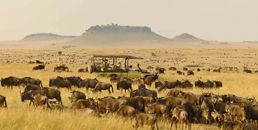 Travel advice for serengeti national park: local guide with wildebeests