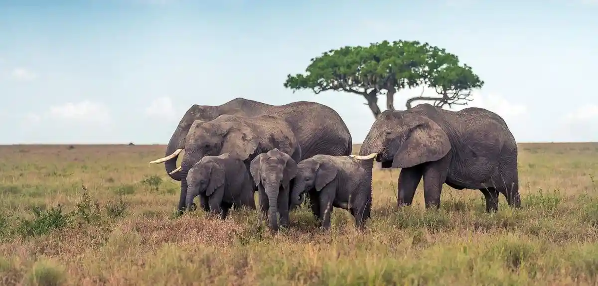 Serengeti tours and safari: majestic elephants grazing