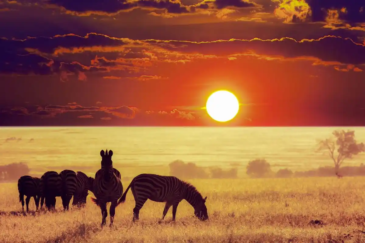 Travel advice for serengeti national park: sunset serenity with grazing zebras