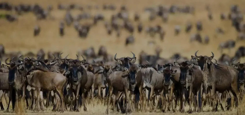 Serengeti tours and safari: wildebeest migration