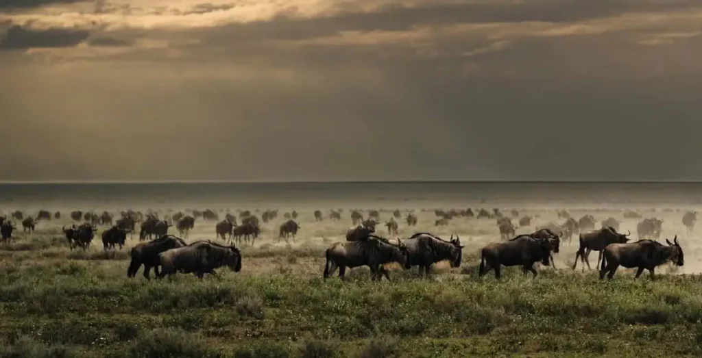 Serengeti tours and safari: wildebeest migration marvel
