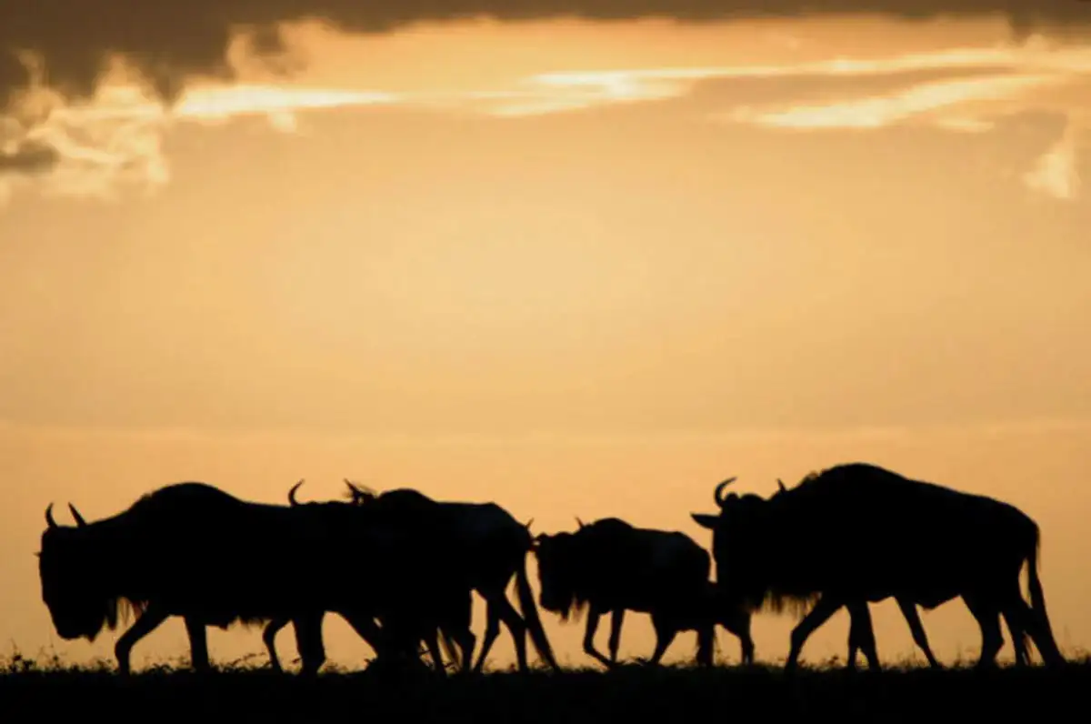 A breathtaking scene of the wildebeest migration in serengeti national park.