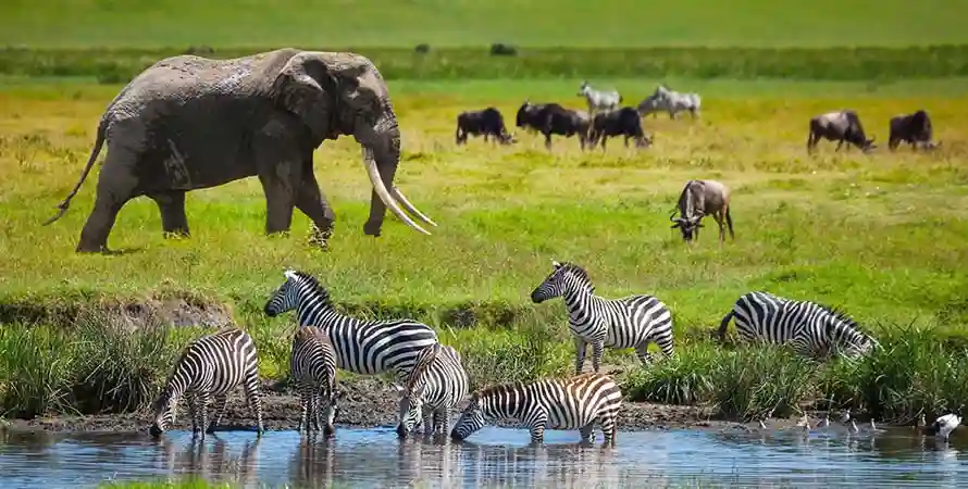 Serengeti year-round destination: elephants and zebras thrive