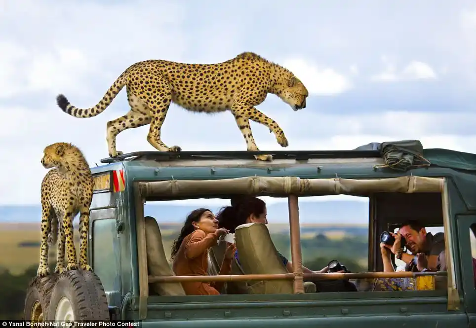 Serengeti tours and safari: cheetah on tourist cruiser roof