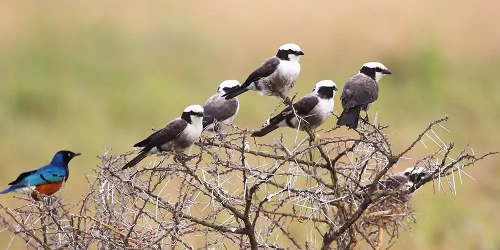 Serengeti superb birdwatching: a glimpse of avian wonders
