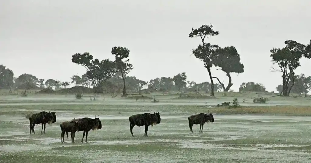 When to go serengeti national park: wildebeest thrive in the wet seasons