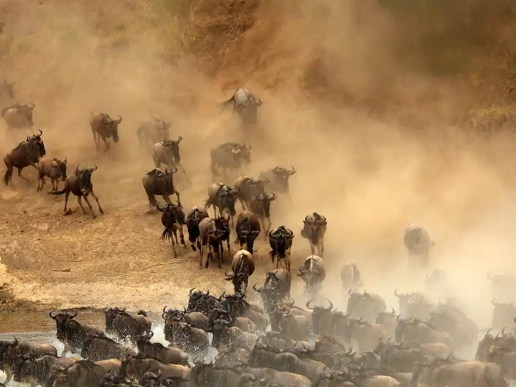 A breathtaking view of the serengeti wildebeest migration in action.