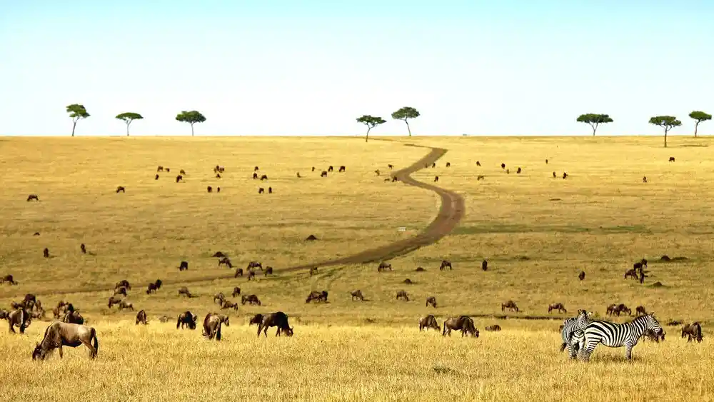 Serengeti wildlife landscapes: zebras and wildebeests in vast open spaces