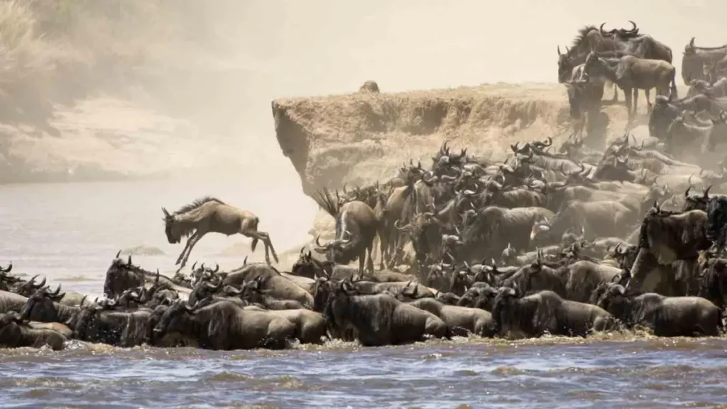 A mesmerizing view of the tanzania wildebeest migration in action.