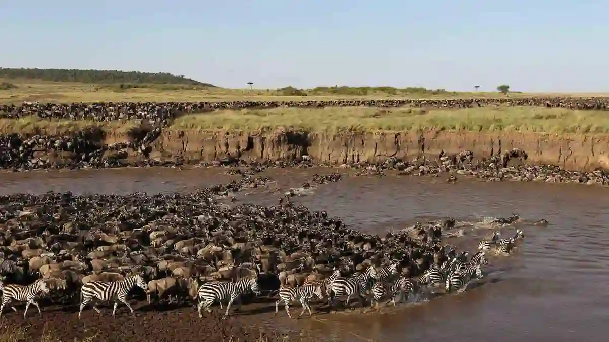 When to go serengeti national park: witness the epic wildebeest migration and zebras crossing the river