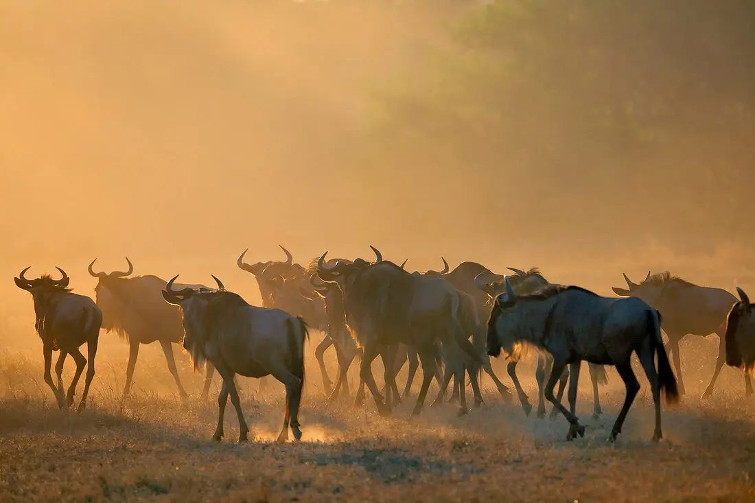 A group of wildebeests in the vast expanse of serengeti national park
