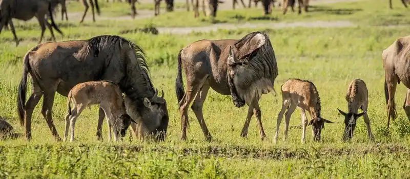 When to go serengeti national park: wildebeests grazing with their young