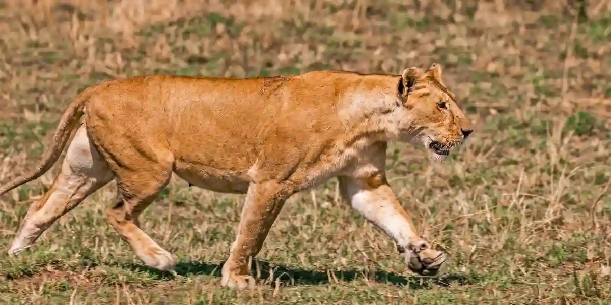 A majestic lioness in the wilds of serengeti national park.
