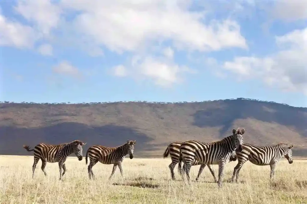 Graceful zebras in ngorongoro crater - natural beauty