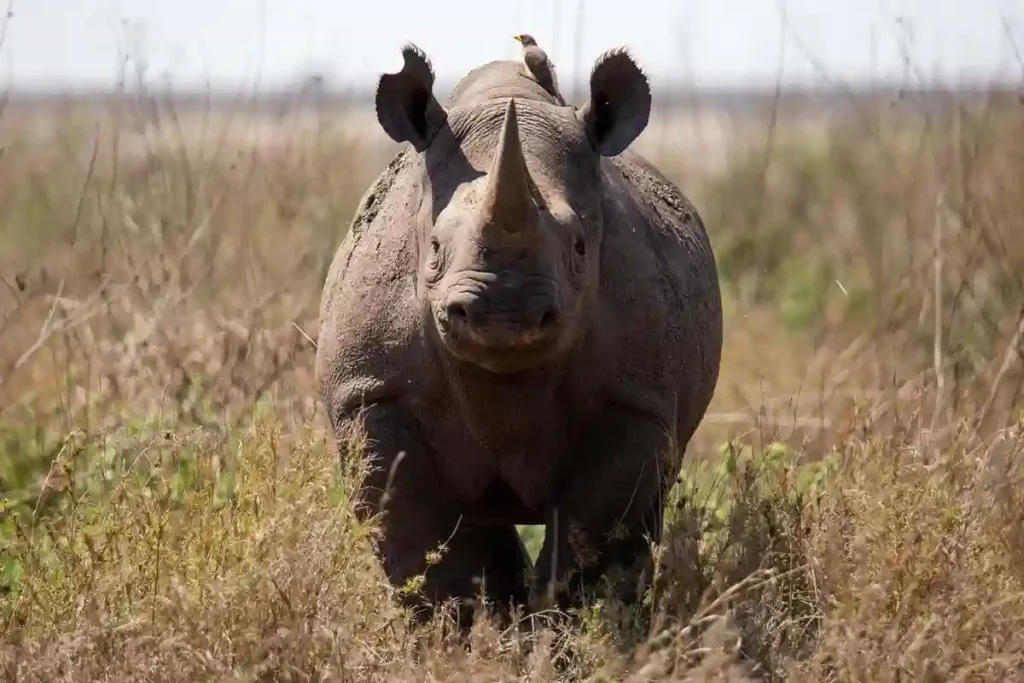 Serengeti big five safari: majestic black rhinos in their natural habitat