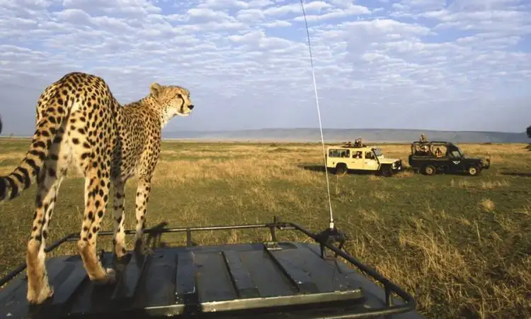 A majestic cheetah atop the cruiser—a thrilling moment from our maasai mara self drive safari experience, showcasing the freedom of our self drive safaris.